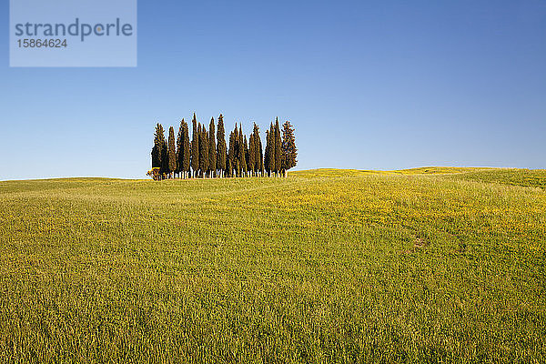 Gruppe von Zypressen  in der Nähe von San Quirico  Val d'Orcia (Orcia-Tal)  UNESCO-Weltkulturerbe  Provinz Siena  Toskana  Italien  Europa