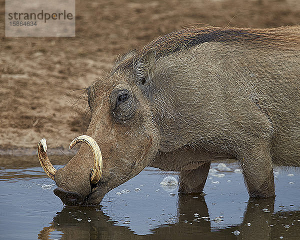 Warzenschwein (Phacochoerus aethiopicus) beim Trinken  Addo Elephant National Park  Südafrika  Afrika