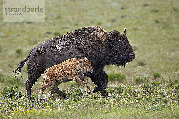 Bison (Bison bison) Kuh und Kalb laufen im Regen  Yellowstone National Park  Wyoming  Vereinigte Staaten von Amerika  Nordamerika