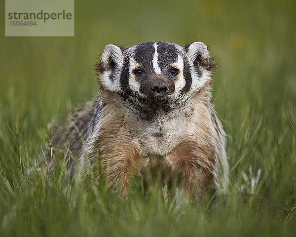 Amerikanischer Dachs (Taxidea taxus)  Yellowstone National Park  Wyoming  Vereinigte Staaten von Amerika  Nordamerika