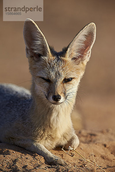 Kapfuchs (Cama-Fuchs) (Silberrückenfuchs) (Vulpes chama)  Kgalagadi Transfrontier Park  der den ehemaligen Kalahari Gemsbok National Park umfasst  Südafrika  Afrika