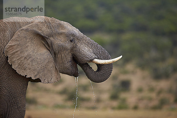 Afrikanischer Elefant (Loxodonta africana) beim Trinken  Addo Elephant National Park  Südafrika  Afrika