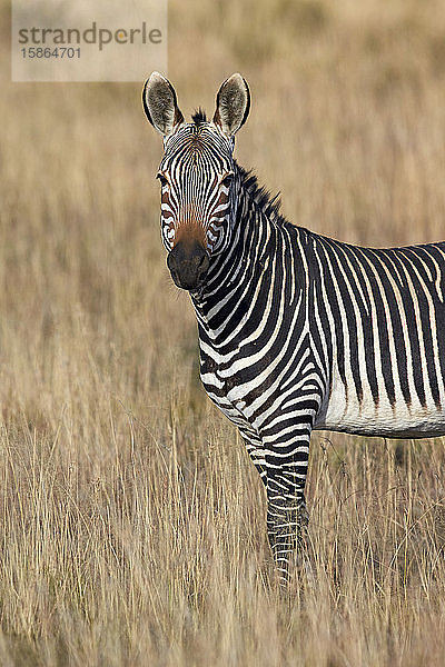 Kap-Bergzebra (Equus zebra zebra)  Bergzebra-Nationalpark  Südafrika  Afrika