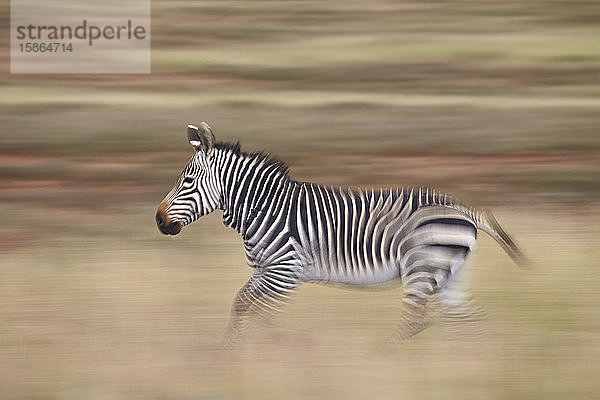 Kap-Bergzebra (Equus zebra zebra) beim Laufen  Mountain Zebra National Park  Südafrika  Afrika