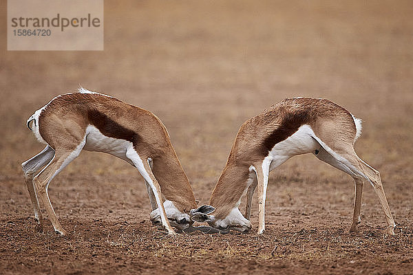 Zwei Springbockböcke (Antidorcas marsupialis) im Kampf  Kgalagadi Transfrontier Park  der den ehemaligen Kalahari Gemsbok National Park umfasst  Südafrika  Afrika