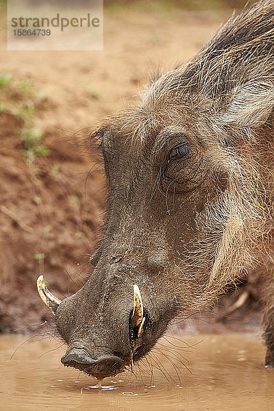 Warzenschwein (Phacochoerus aethiopicus) beim Trinken  Addo Elephant National Park  Südafrika  Afrika