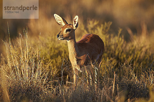 Steinbock (Raphicerus campestris) weiblich  Bergzebra-Nationalpark  Südafrika  Afrika