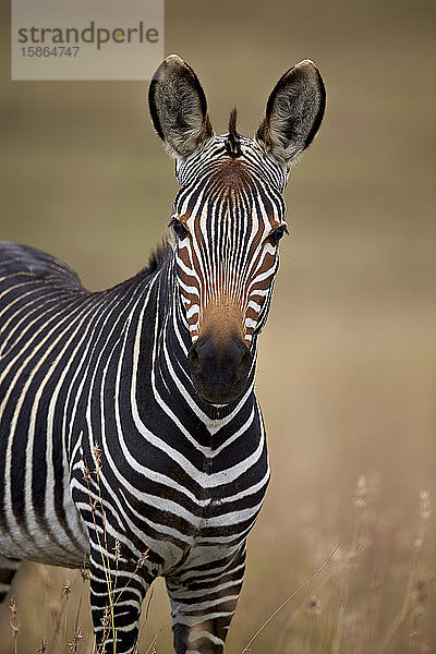 Kap-Bergzebra (Equus zebra zebra)  Bergzebra-Nationalpark  Südafrika  Afrika