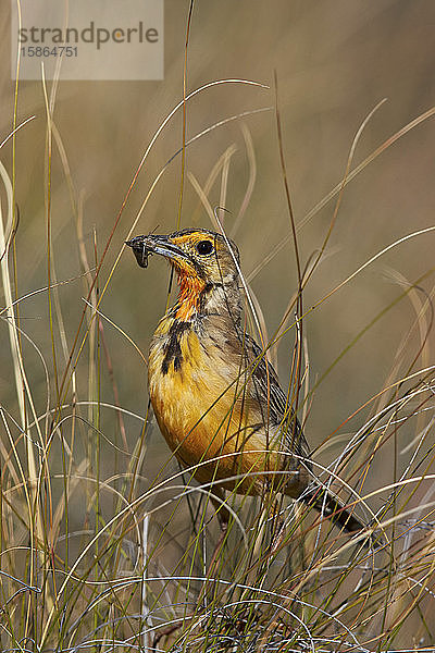 Orangekehl-Langschwanz (Kap-Langschwanz) (Macronyx capensis) mit einem Insekt  Mountain Zebra National Park  Südafrika  Afrika