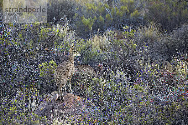 Klippspringer (Oreotragus oreotragus) männlich  Karoo National Park  Südafrika  Afrika