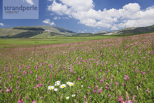 Feld mit Wildblumen  Castelluccio di Norcia  Piano Grande  Nationalpark Monti Sibillini  Bezirk Perigua  Umbrien  Italien  Europa