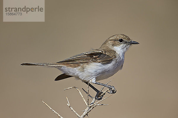 Marikoschnäpper (Bradornis mariquensis)  Kgalagadi Transfrontier Park  der den ehemaligen Kalahari Gemsbok National Park umfasst  Südafrika  Afrika