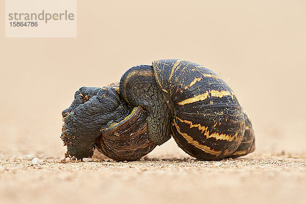 Zwei ostafrikanische Landschnecken (Achatina fulica) bei der Paarung  Addo Elephant National Park  Südafrika  Afrika