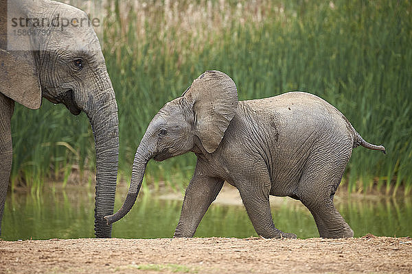 Junger Afrikanischer Elefant (Loxodonta africana)  Addo Elephant National Park  Südafrika  Afrika