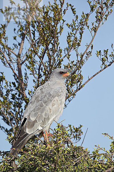 Südlicher blasser Singhabicht (Melierax canorus)  Mountain Zebra National Park  Südafrika  Afrika