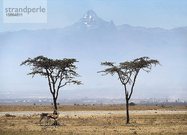 Akazienbäume mit dem Mount Kenia in der Ol Pejeda Conservancy  Zentralkenia  Ostafrika  Afrika