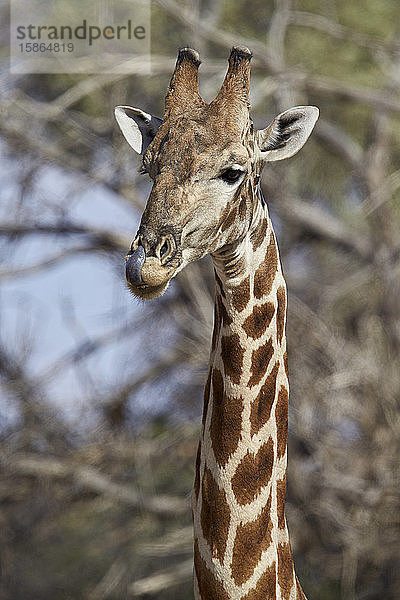 Kap-Giraffe (Giraffa camelopardalis giraffa) leckt sich nach dem Trinken die Nase  Kgalagadi Transfrontier Park  der den ehemaligen Kalahari Gemsbok National Park umfasst  Südafrika  Afrika