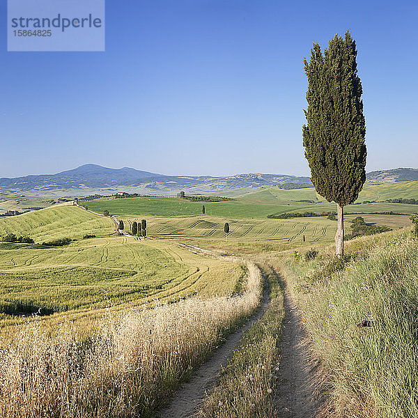Toskanische Landschaft mit Zypressen  in der Nähe von Pienza  Val d'Orcia (Orcia-Tal)  UNESCO-Weltkulturerbe  Provinz Siena  Toskana  Italien  Europa