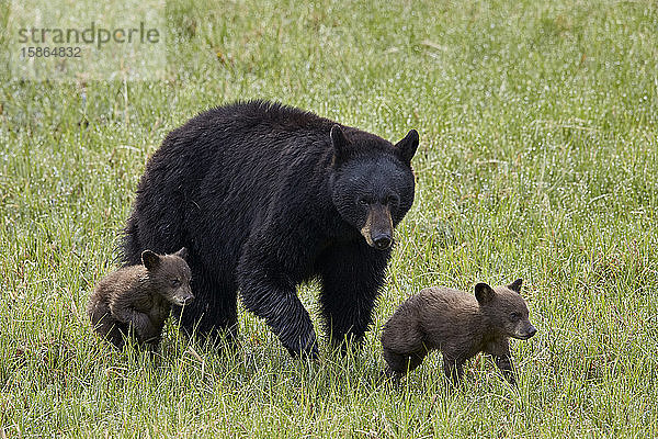 Schwarzbärensau (Ursus americanus) und zwei Schokoladen-Jungtiere  Yellowstone National Park  Wyoming  Vereinigte Staaten von Amerika  Nordamerika