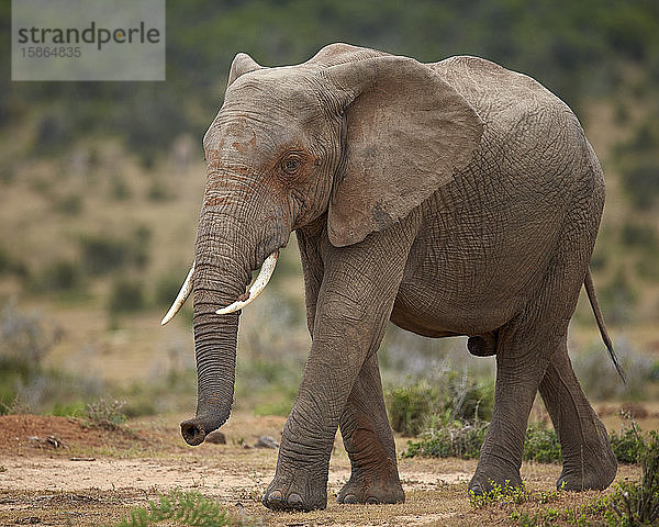 Afrikanischer Elefant (Loxodonta africana)  Addo Elephant National Park  Südafrika  Afrika