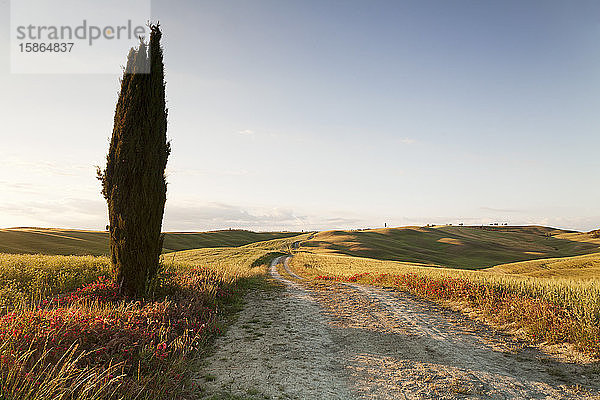 Toskanische Landschaft mit Zypresse  in der Nähe von San Quirico  Val d'Orcia (Orcia-Tal)  UNESCO-Weltkulturerbe  Provinz Siena  Toskana  Italien  Europa