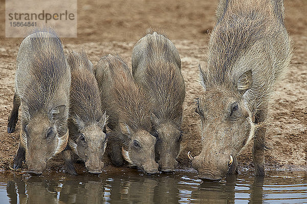 Ausgewachsenes Warzenschwein (Phacochoerus aethiopicus) und Ferkel beim Trinken  Addo Elephant National Park  Südafrika  Afrika