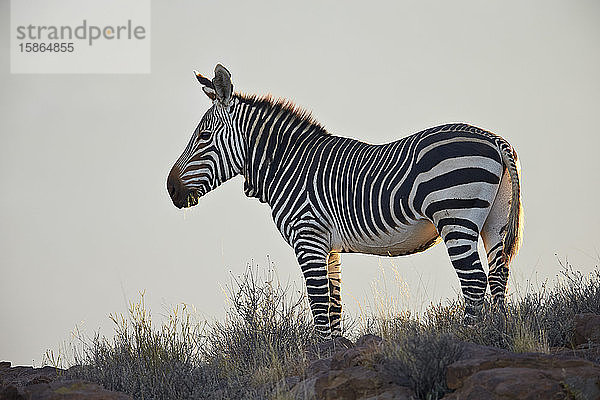 Kap-Bergzebra (Equus zebra zebra)  Karoo National Park  Südafrika  Afrika