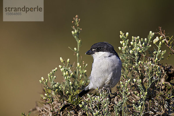 Fiskalwürger (Lanius collaris)  Addo-Elefanten-Nationalpark  Südafrika  Afrika