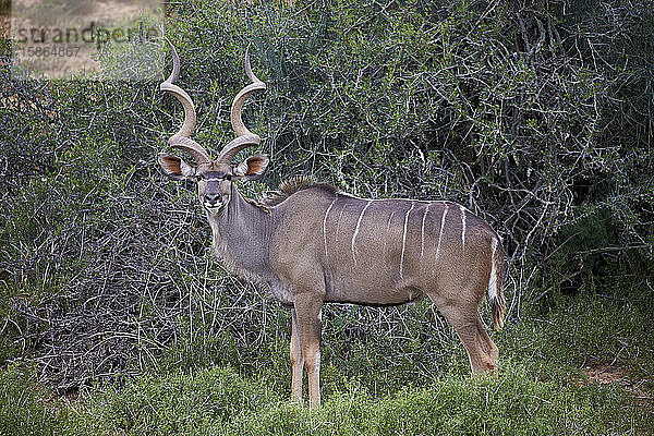 Großer Kudu (Tragelaphus strepsiceros)  männlich  Addo Elephant National Park  Südafrika  Afrika