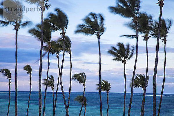 Playa Cabeza de Toro  Punta Cana  Dominikanische Republik  Westindische Inseln  Karibik  Mittelamerika