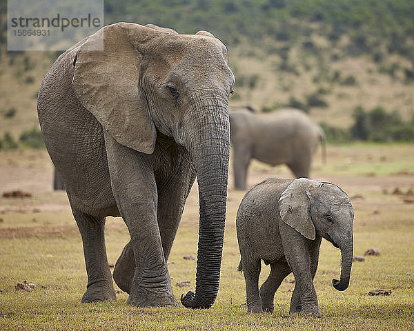 Afrikanischer Elefant (Loxodonta africana)  Erwachsene und Baby  Addo Elephant National Park  Südafrika  Afrika