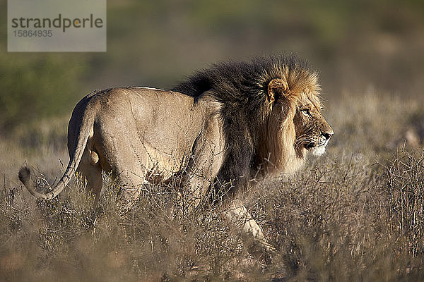 Löwe (Panthera leo)  Kgalagadi Transfrontier Park  der den ehemaligen Kalahari Gemsbok National Park umfasst  Südafrika  Afrika