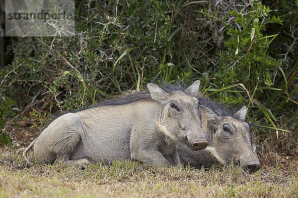 Warzenschwein (Phacochoerus aethiopicus) Ferkel  Addo Elephant National Park  Südafrika  Afrika