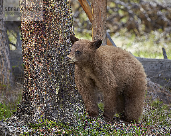 Zimtschwarzbär (Ursus americanus)  Yellowstone National Park  Wyoming  Vereinigte Staaten von Amerika  Nordamerika