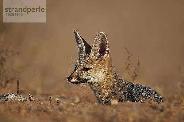 Kapfuchs (Cama-Fuchs) (Silberrückenfuchs) (Vulpes chama)  Kgalagadi Transfrontier Park  der den ehemaligen Kalahari Gemsbok National Park umfasst  Südafrika  Afrika