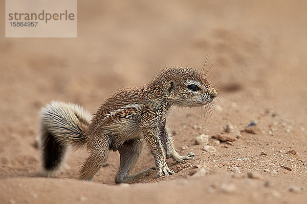 Baby-Kap-Erdhörnchen (Xerus inauris)  Kgalagadi Transfrontier Park  der den ehemaligen Kalahari Gemsbok National Park umfasst  Südafrika  Afrika