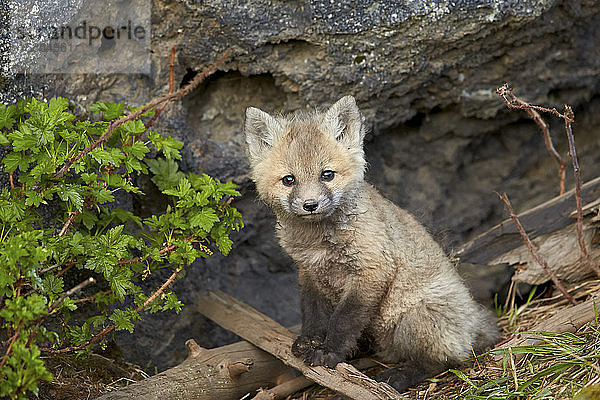 Rotfuchs (Vulpes vulpes) (Vulpes fulva) in Pose  Yellowstone National Park  Wyoming  Vereinigte Staaten von Amerika  Nordamerika