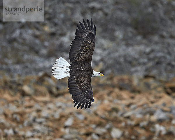 Weißkopfseeadler (Haliaeetus leucocephalus) im Flug  Yellowstone National Park  Wyoming  Vereinigte Staaten von Amerika  Nordamerika