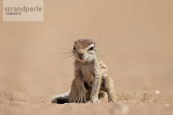 Baby-Kap-Erdhörnchen (Xerus inauris)  Kgalagadi Transfrontier Park  der den ehemaligen Kalahari Gemsbok National Park umfasst  Südafrika  Afrika