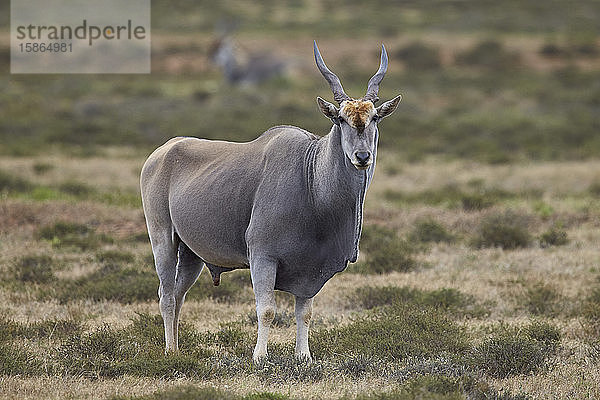 Elenantilope (Taurotragus oryx)  männlich  Addo Elephant National Park  Südafrika  Afrika