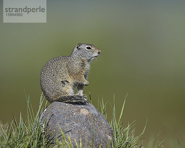 Uinta-Erdhörnchen (Urocitellus armatus)  Yellowstone-Nationalpark  Wyoming  Vereinigte Staaten von Amerika  Nordamerika