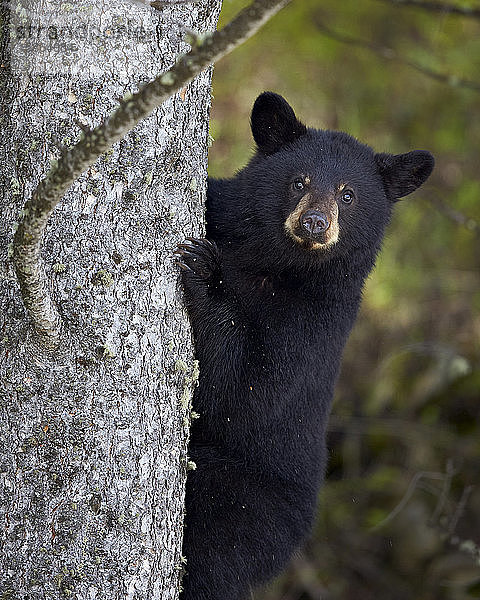 Schwarzbär (Ursus americanus)  einjähriges Jungtier  das auf einen Baum klettert  Yellowstone National Park  Wyoming  Vereinigte Staaten von Amerika  Nordamerika