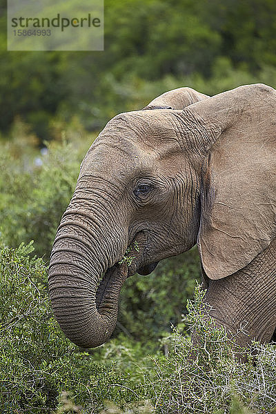Afrikanischer Elefant (Loxodonta africana) beim Fressen  Addo Elephant National Park  Südafrika  Afrika
