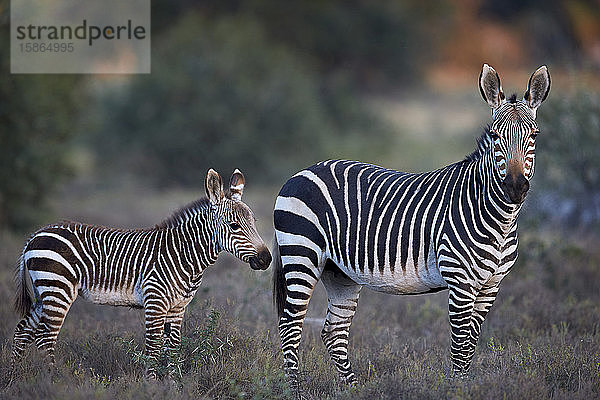 Kap-Bergzebra (Equus zebra zebra)  Stute und Fohlen  Mountain Zebra National Park  Südafrika  Afrika