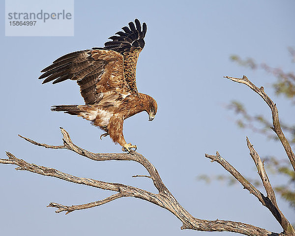 Schreiseeadler (Aquila rapax)  Kgalagadi Transfrontier Park  der den ehemaligen Kalahari Gemsbok National Park umfasst  Südafrika  Afrika