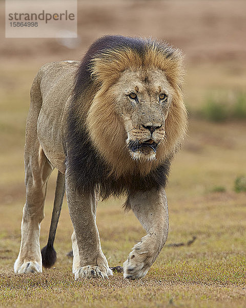 Löwe (Panthera leo)  Addo Elephant National Park  Südafrika  Afrika