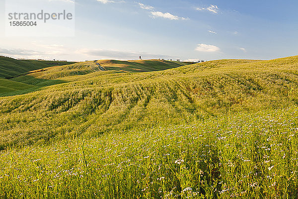 Toskanische Landschaft mit Zypresse  in der Nähe von San Quirico  Val d'Orcia (Orcia-Tal)  UNESCO-Weltkulturerbe  Provinz Siena  Toskana  Italien  Europa