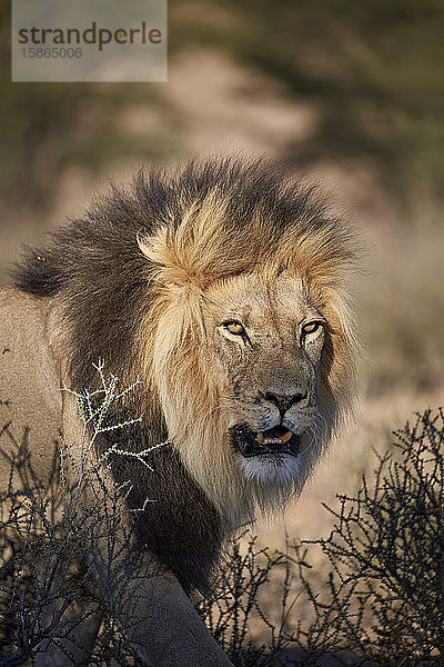 Löwe (Panthera leo)  Kgalagadi Transfrontier Park  der den ehemaligen Kalahari Gemsbok National Park umfasst  Südafrika  Afrika