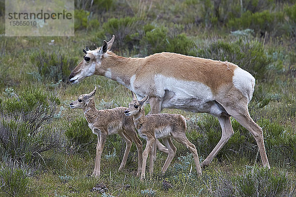 Hirschkuh (Antilocapra americana) und zwei Tage alte Kälber  Yellowstone National Park  Wyoming  Vereinigte Staaten von Amerika  Nordamerika