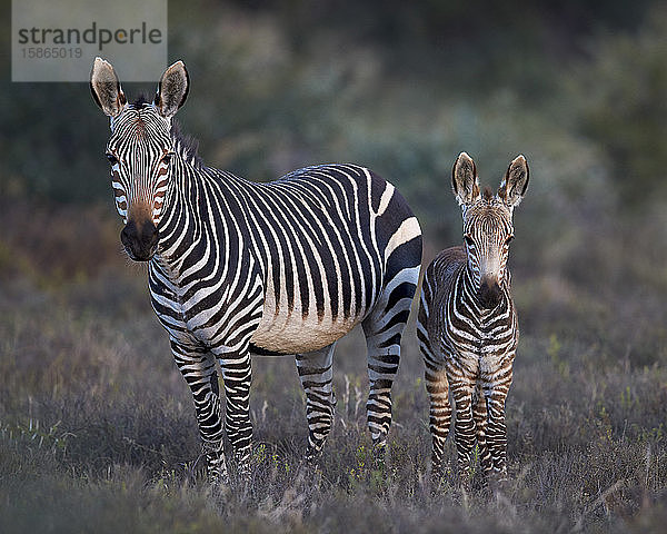 Kap-Bergzebra (Equus zebra zebra)  Stute und Fohlen  Mountain Zebra National Park  Südafrika  Afrika